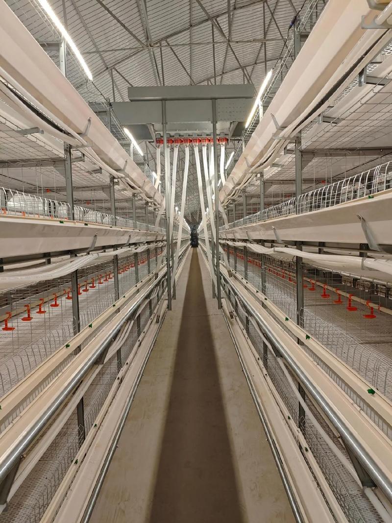 网床养鸡技术视频大全-图2