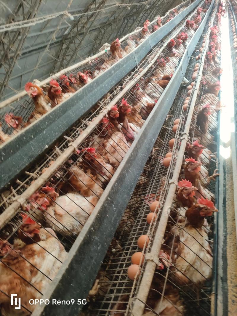 网床养鸡技术视频大全-图1