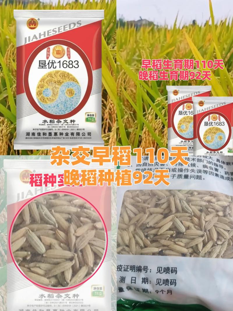 垦农种业有哪些优质水稻品种？-图2