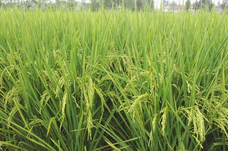 垦农种业有哪些优质水稻品种？-图1