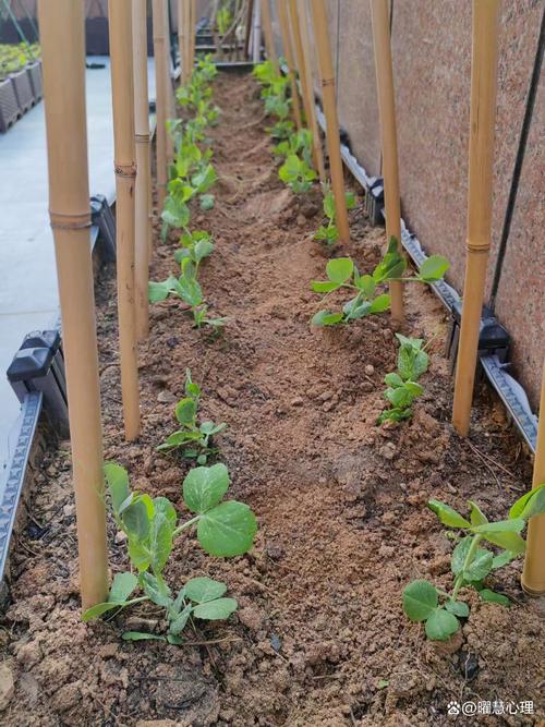 线豆种植视频，关键技术有哪些？-图3