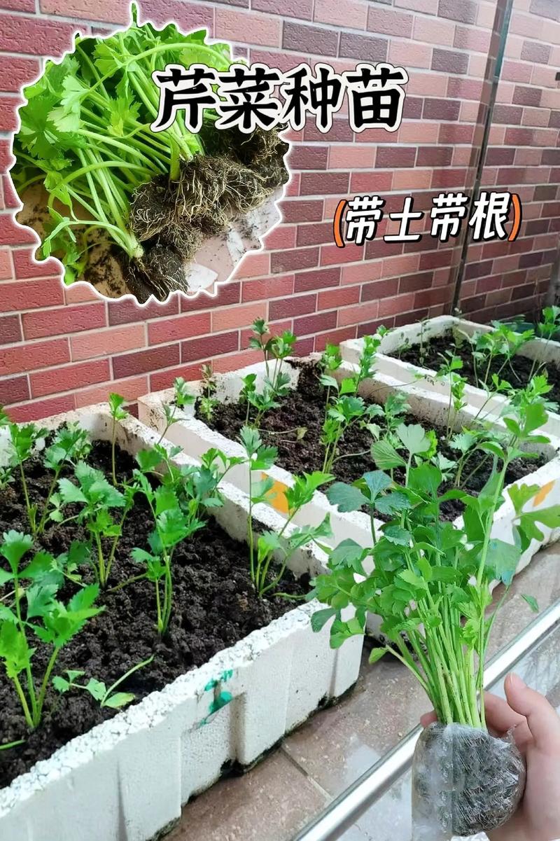 秋季西芹种植技术视频有哪些关键要点？-图1