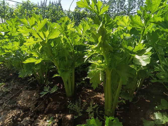 秋季西芹种植技术视频有哪些关键要点？-图2