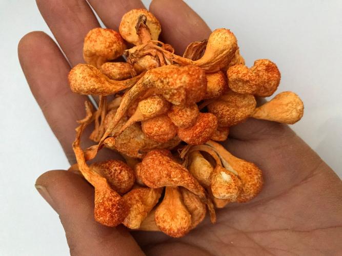 孢子头虫草花价格范围-图2