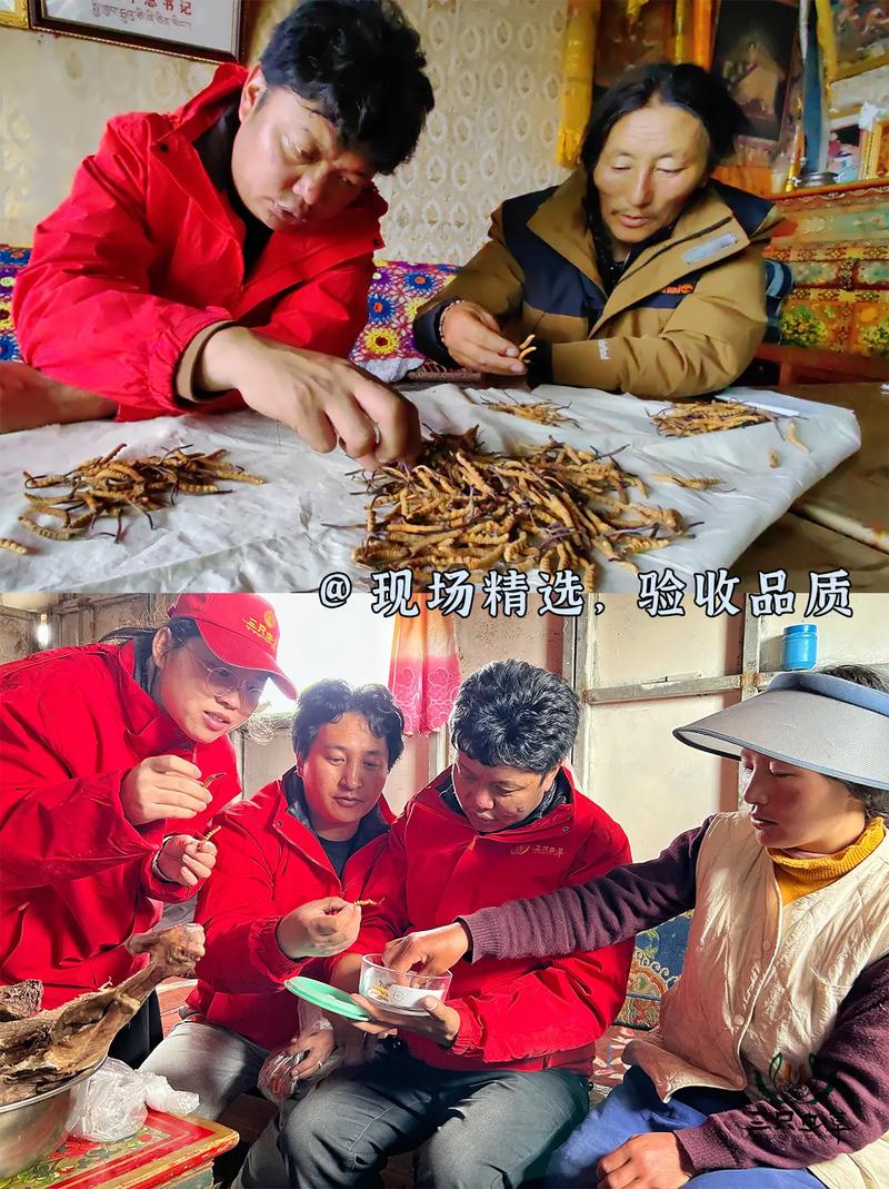 孢子头虫草花价格范围-图3