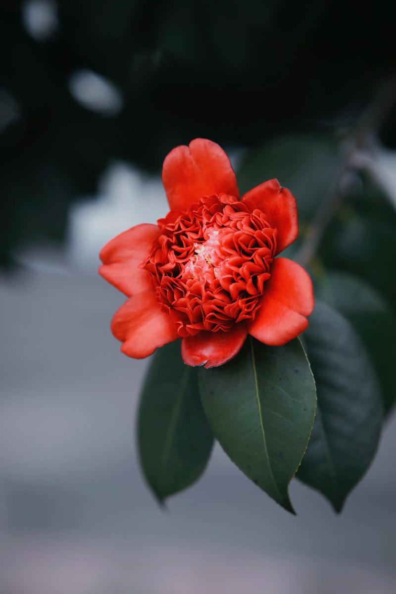 茶花红色品种有哪些？-图3