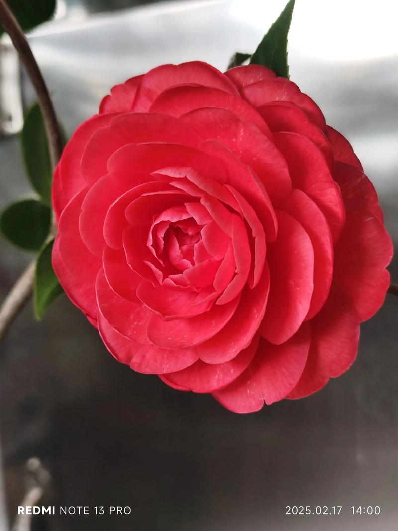 茶花红色品种有哪些？-图1