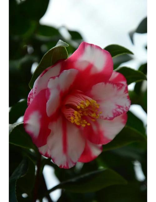 茶花红色品种有哪些？-图2