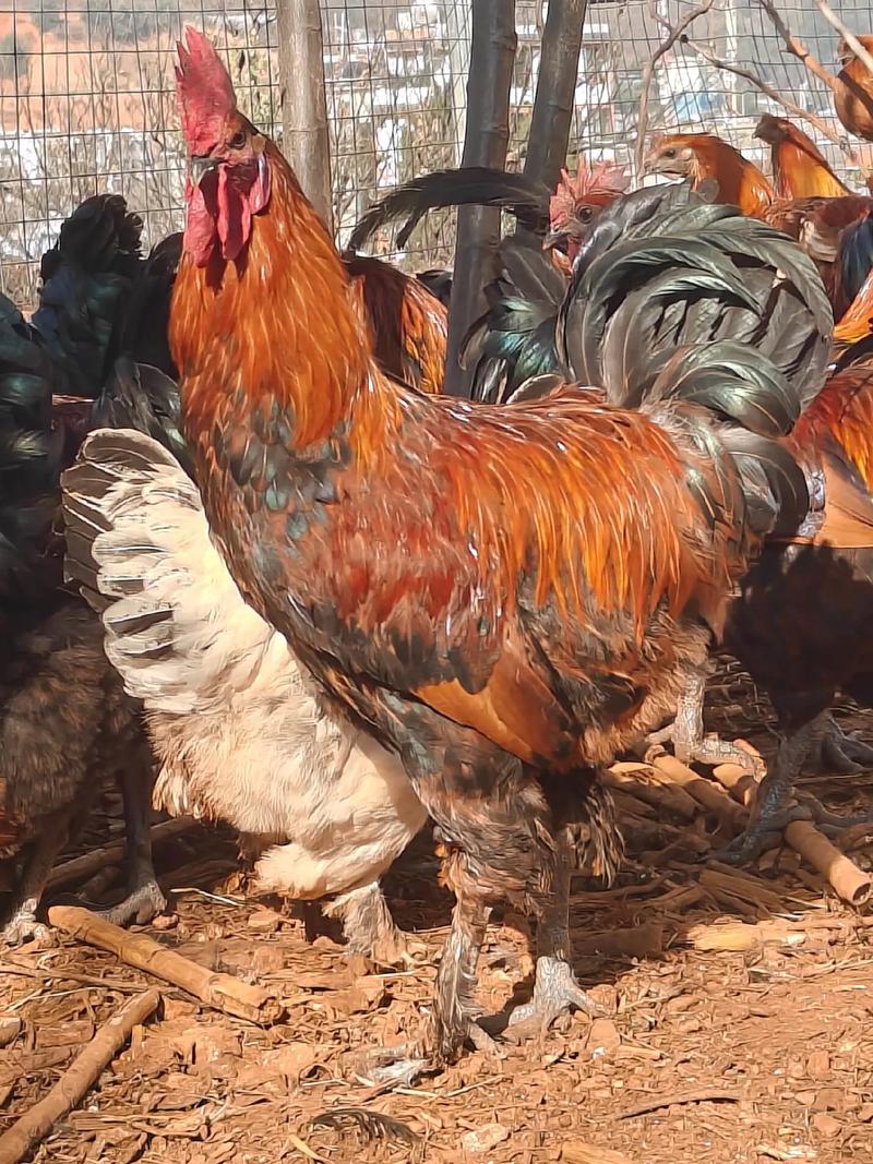 甘肃适合养殖哪些品种鸡？-图2