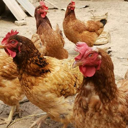 甘肃适合养殖哪些品种鸡？-图1