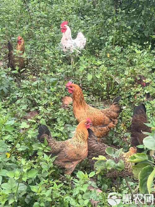 甘肃适合养殖哪些品种鸡？-图3