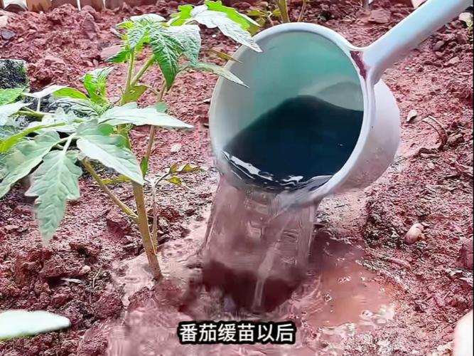 西红柿结果期该怎么施肥？-图1