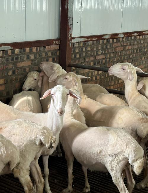 湖羊种羊价格多少？影响因素有哪些？-图1