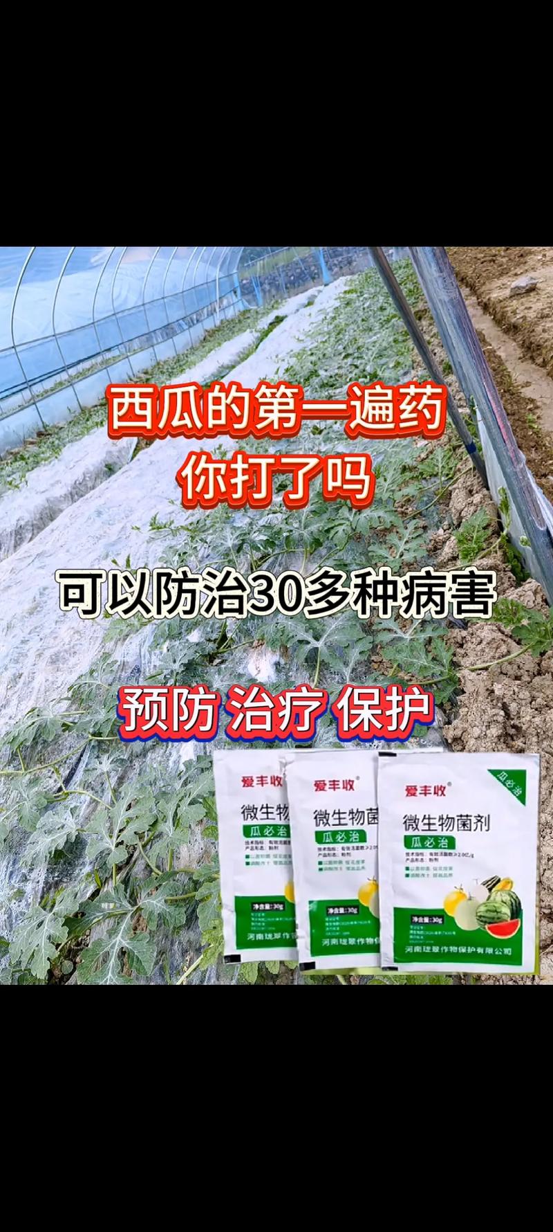 露地西瓜防病治病技术-图2