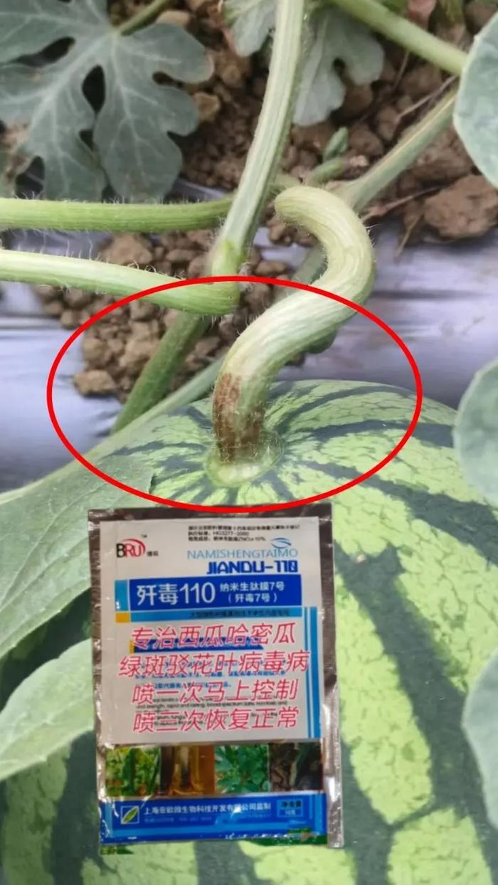 露地西瓜防病治病技术-图1