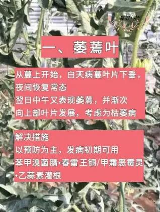 露地西瓜防病治病技术-图3