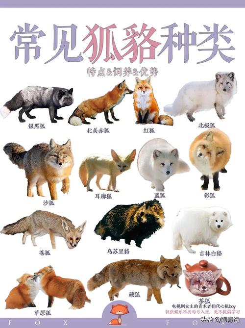 家庭养狐狸选什么品种合适？-图1