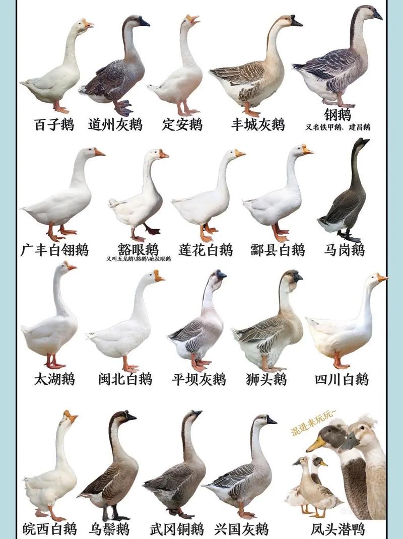 哪种大品种肉鹅口感最佳？-图1