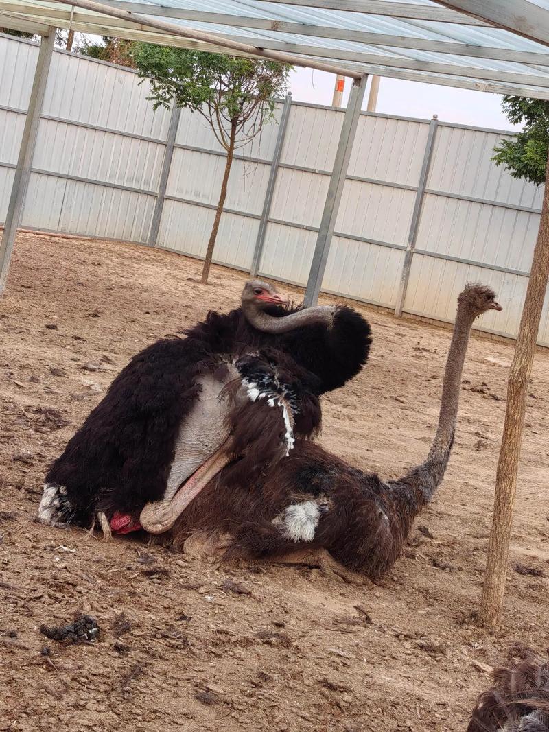 半年鸵鸟养殖技术如何掌握？-图3