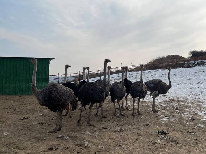 半年鸵鸟养殖技术如何掌握？-图1