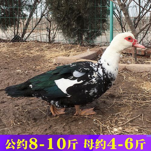 非洲雁养殖技术难点与要求有哪些？-图2