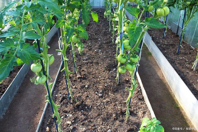 番茄栽培技术视频全集，如何高效掌握？-图2