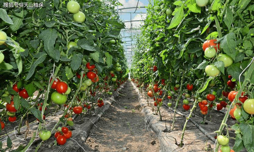 番茄栽培技术视频全集，如何高效掌握？-图3