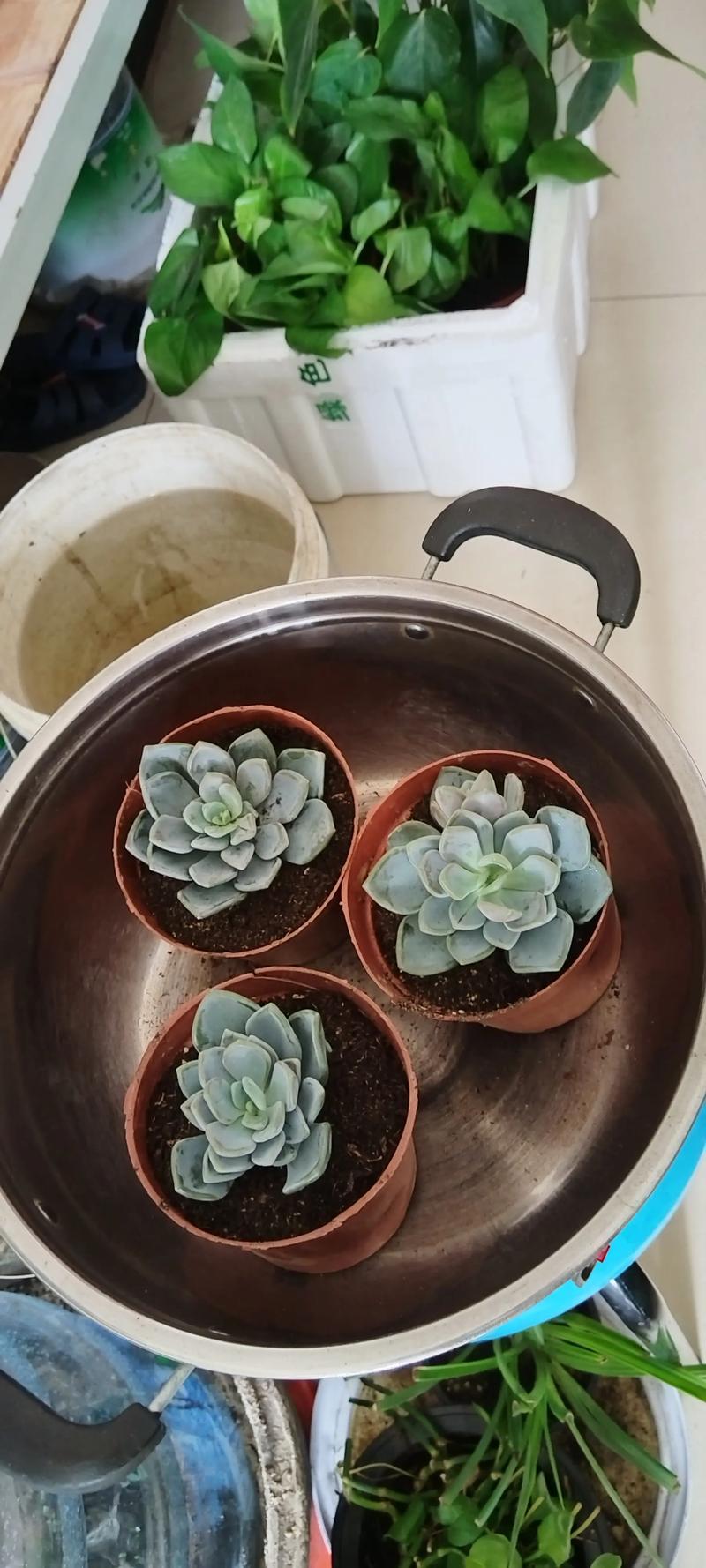 白牡丹多肉有哪些常见品种？-图2