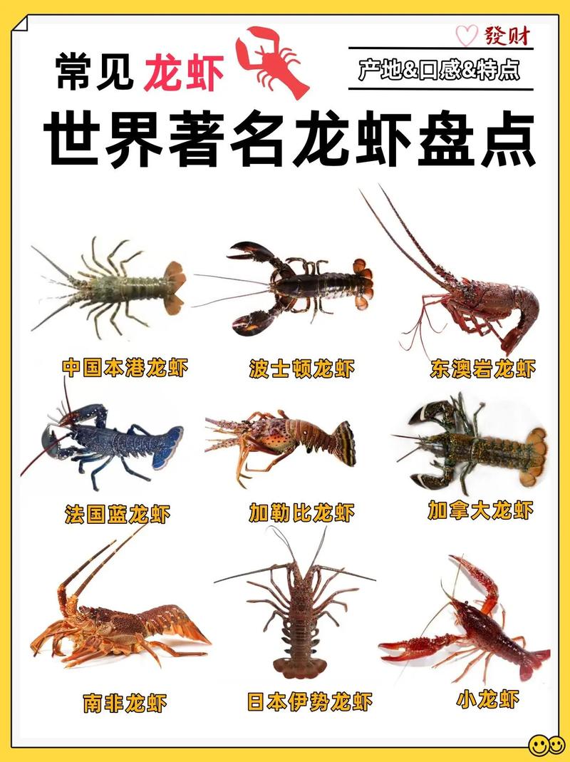 大龙虾有哪些常见品种？-图2