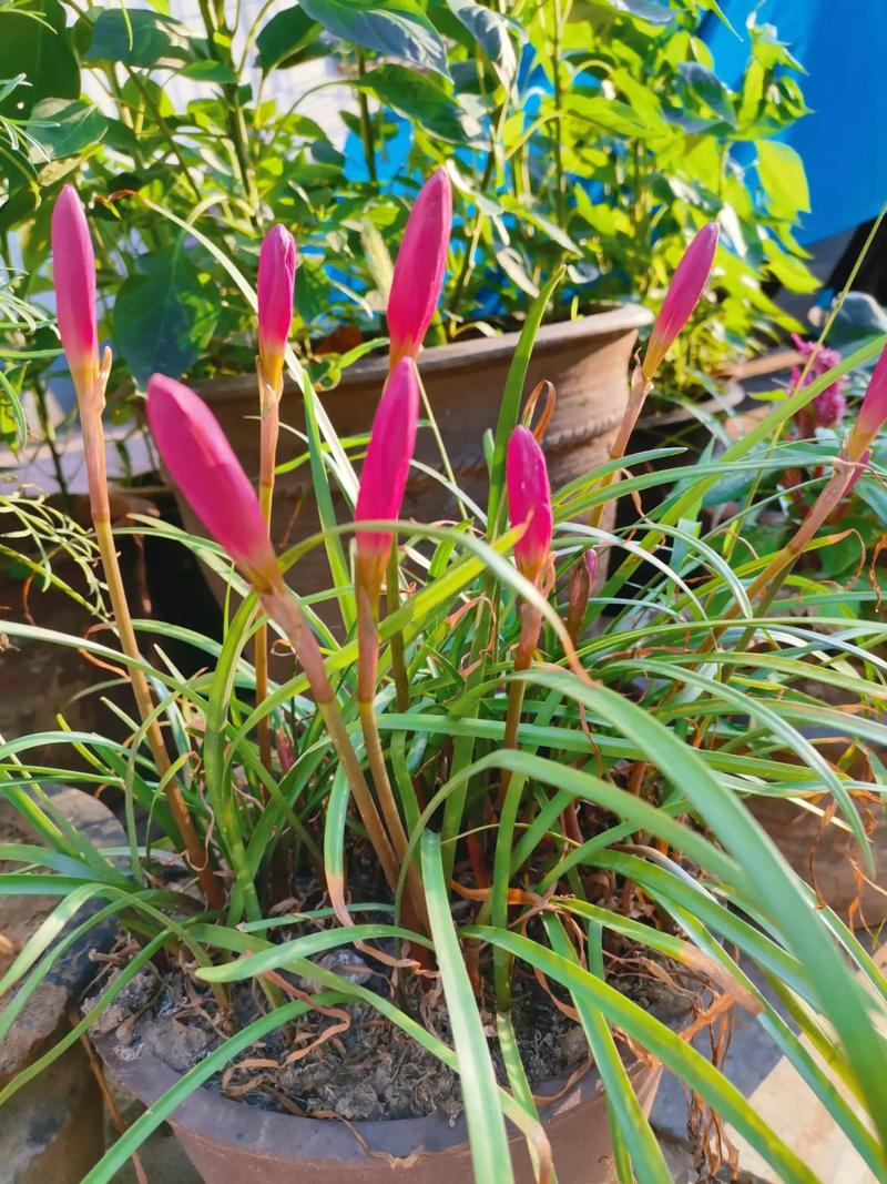 风雨兰怎么种好?管理要注意啥?-图1 风雨兰怎么种好?管理要注意啥?-图1