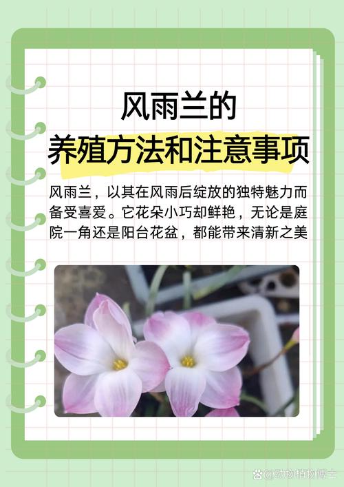 风雨兰怎么种好?管理要注意啥?-图2 风雨兰怎么种好?管理要注意啥?-图2