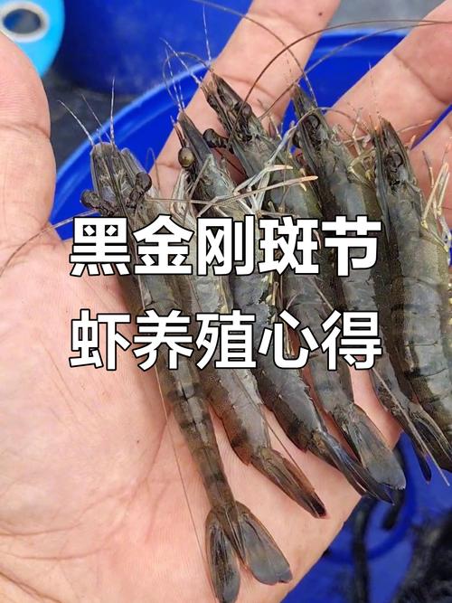 日本斑节对虾养殖技术要点有哪些？-图3