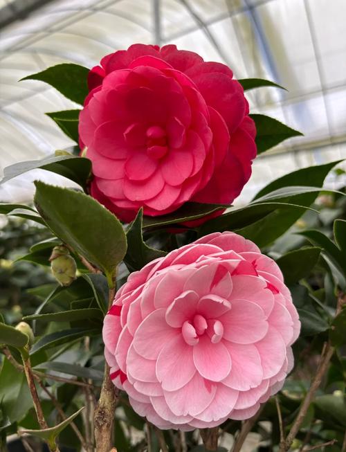 红山茶花品种有哪些？图片里能认全吗？-图1