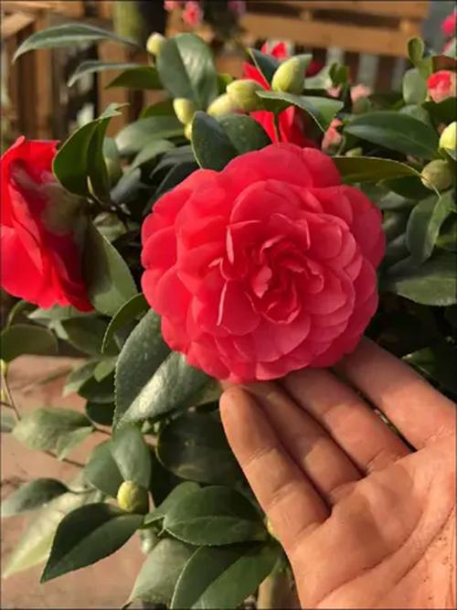 红山茶花品种有哪些？图片里能认全吗？-图3