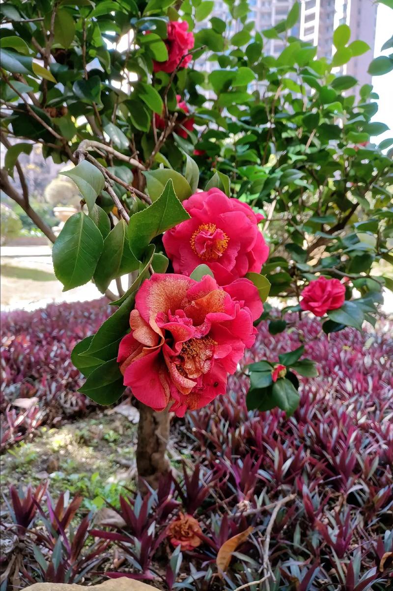 红山茶花品种有哪些？图片里能认全吗？-图2