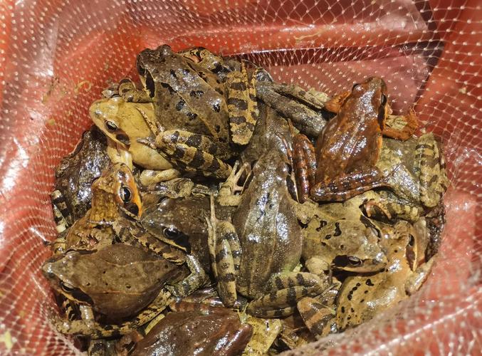 中国林蛙养殖技术视频怎么学？-图3