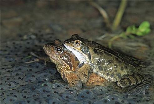 中国林蛙养殖技术视频怎么学？-图2