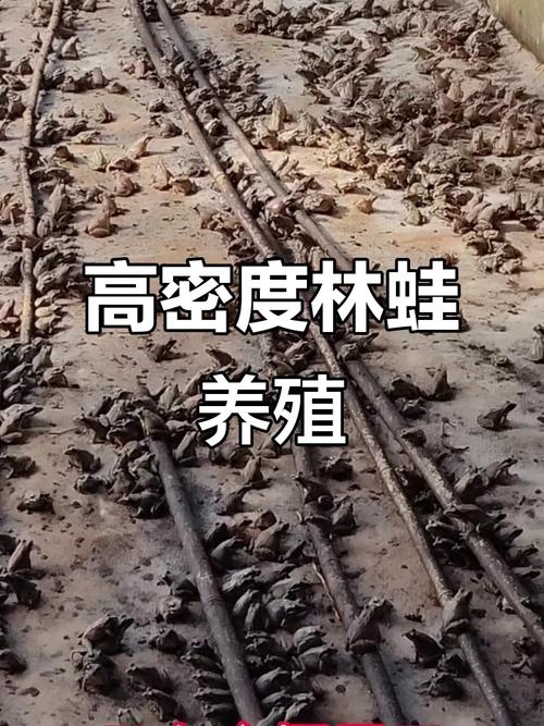 中国林蛙养殖技术视频怎么学？-图1