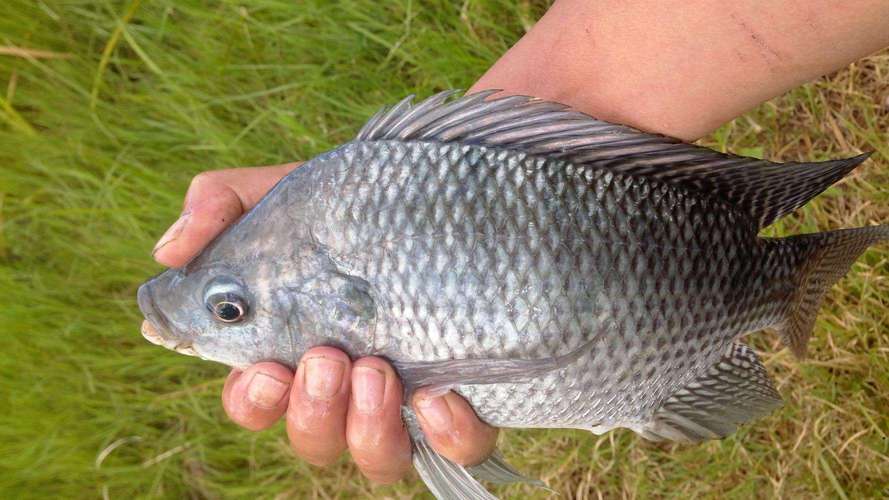 罗非鱼养殖技术怎么致富？-图1