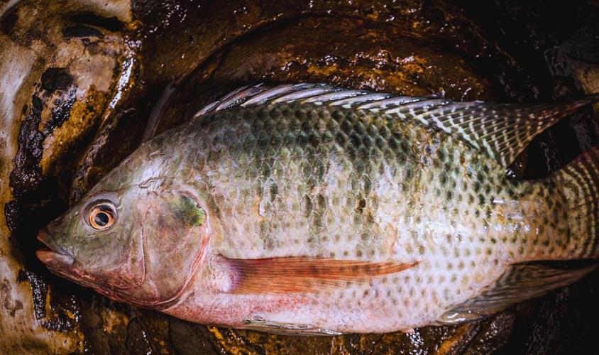 罗非鱼养殖技术怎么致富？-图2