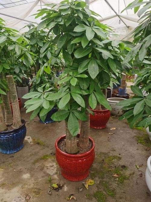 发财树有哪些常见品种？-图1