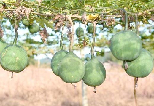 吊瓜种植技术病害防治-图3