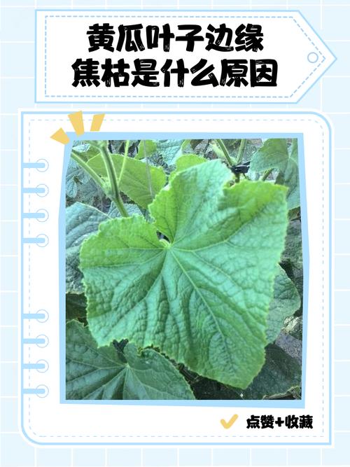 吊瓜种植技术病害防治-图2