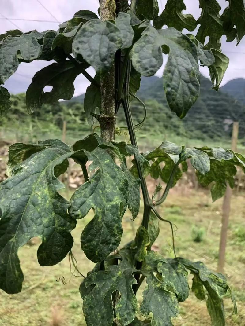 吊瓜种植技术病害防治-图1