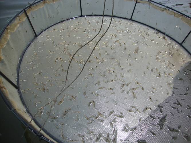 南美白虾海水养殖技术要点有哪些？-图2