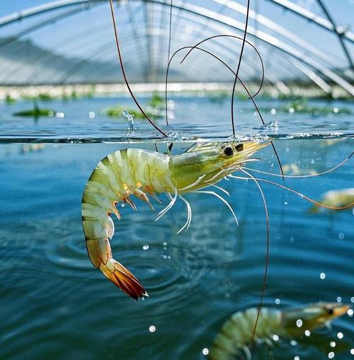 南美白虾海水养殖技术要点有哪些？-图3