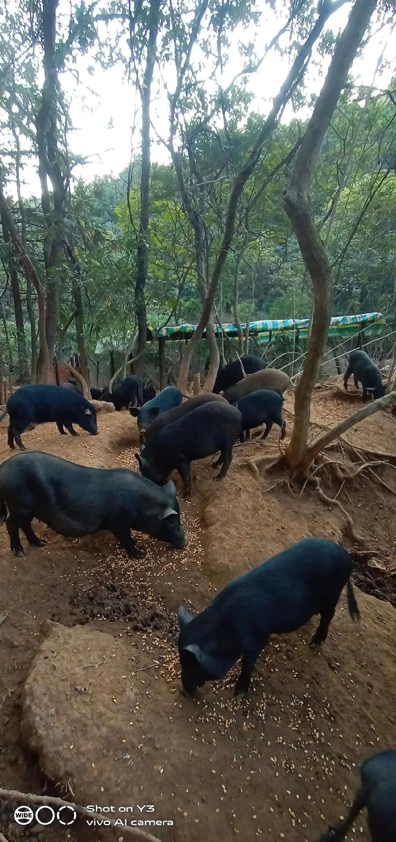 山上放养猪价格到底怎么样？-图2