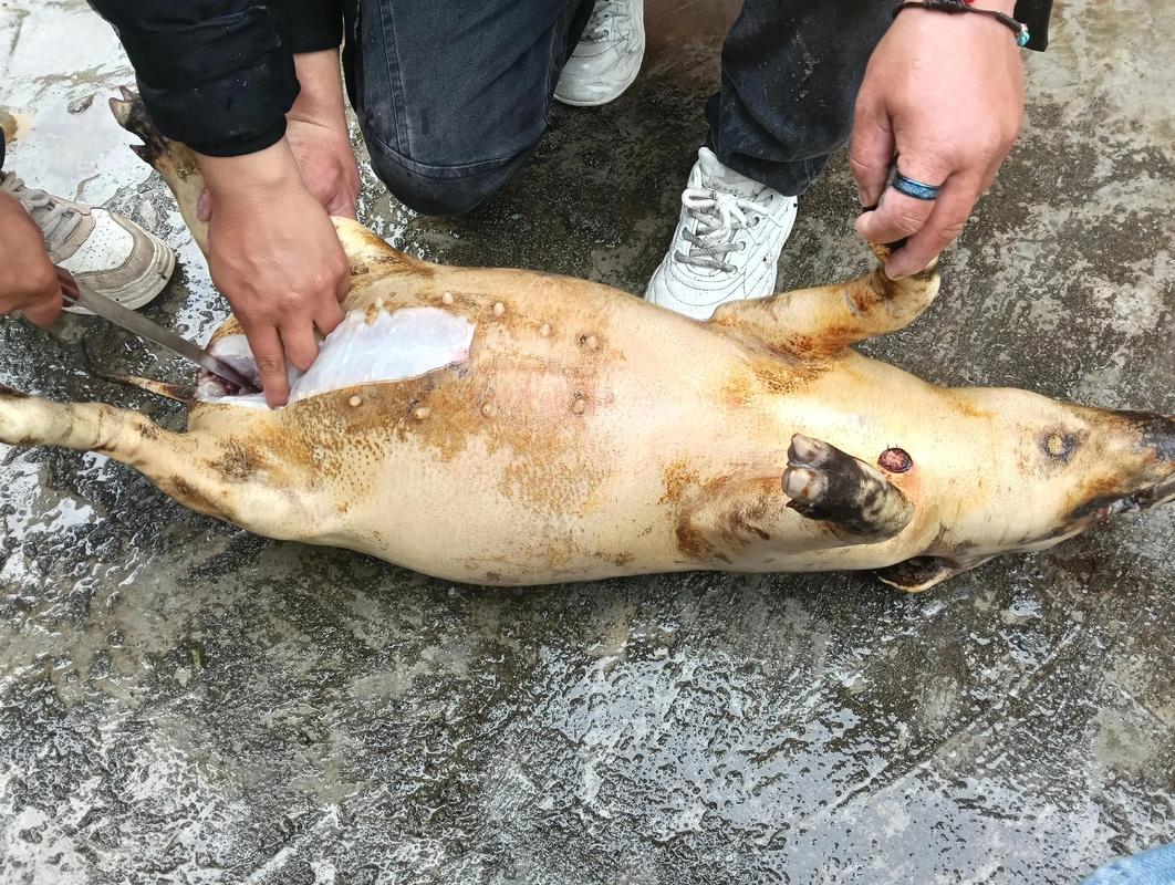 山上放养猪价格到底怎么样？-图3