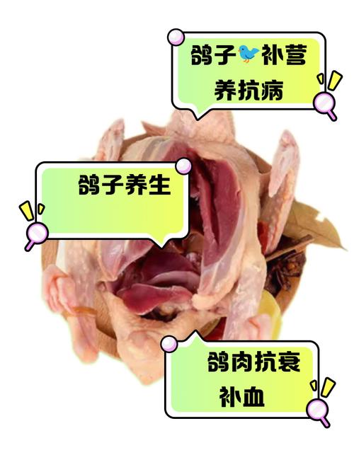 什么品种鸽子营养价值最高？-图1