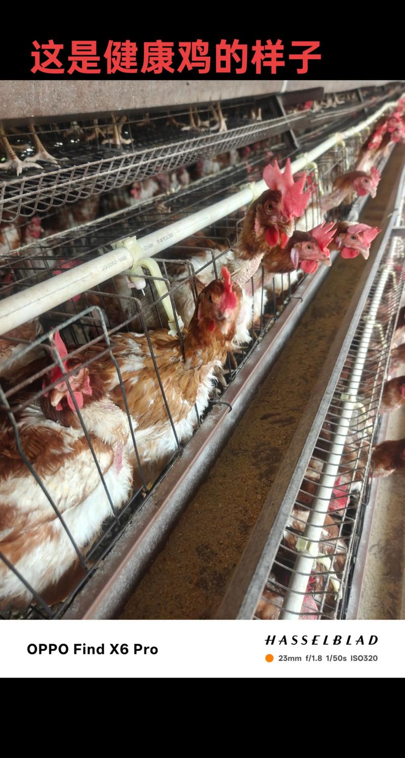 冬季散养蛋鸡如何高产？-图1